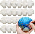 4"-5" 20 PCS Large Scallop Shells by DOODLEBEAN