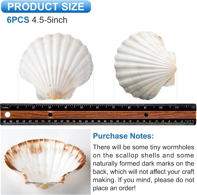 QEQEKAKA 6PCS Large Scallop Shells - Image 4