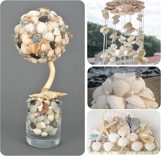 QEQEKAKA 30PCS Sea Shells for Crafts1.5''-2'' White Small Seashells Clam - Image 6