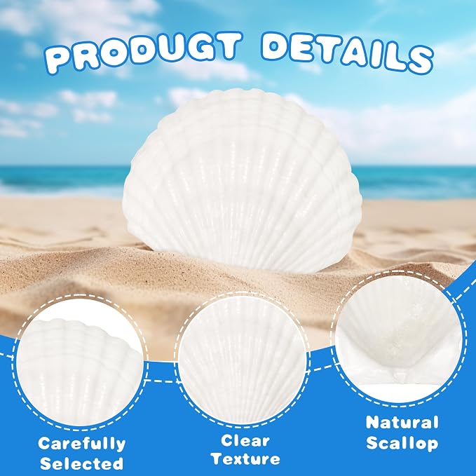 25PCS Natural Scallop Shells White Sea Shells from Sea Beach, Real Seashells - Image 3