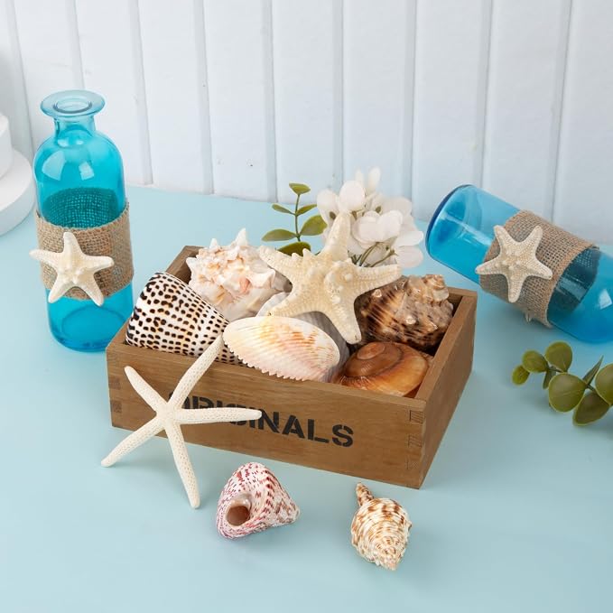 JQAQJU Sea Shells for Decorating 15PCS Large Seashells Starfish Conch for Beach - Image 3