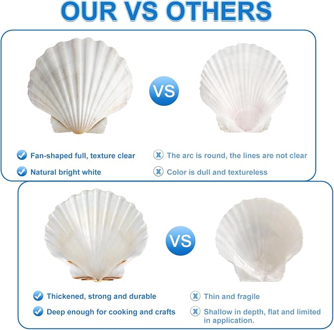 QEQEKAKA 8PCS Sea Shells for Craft 3‘’-4'’ Natural White Hawaiian Scallop - Image 3