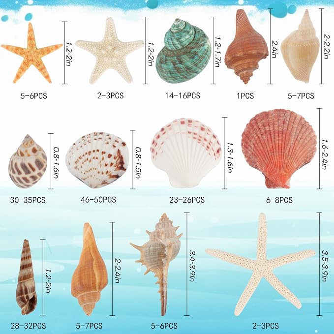 Fangoo 1.5 LB Mixed Sea Shells, 130+ PCS Beach Seashells Starfish Oyster Shells - Image 2