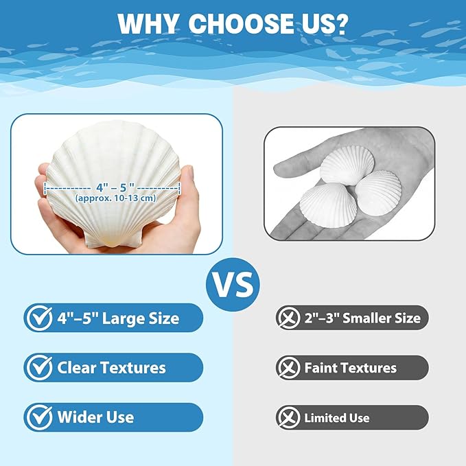 4"-5" 20 PCS Large Scallop Shells - Image 3