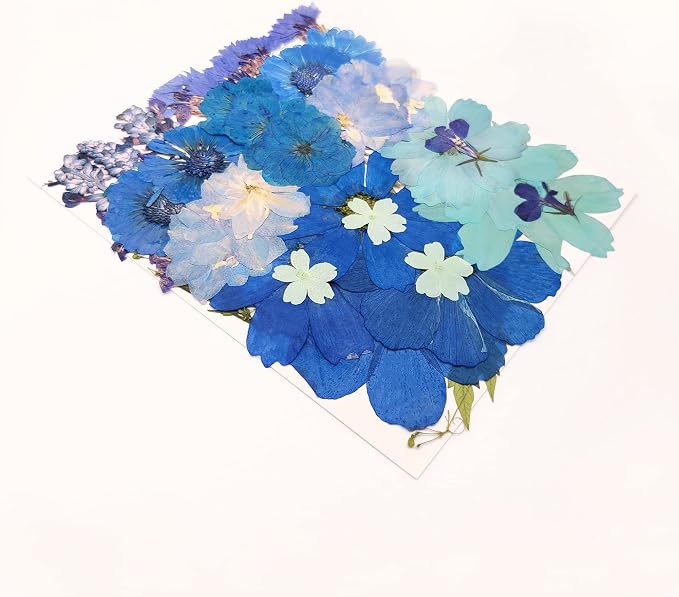 10 Types 33PCS Large Blue Dried Pressed Flower - Image 4