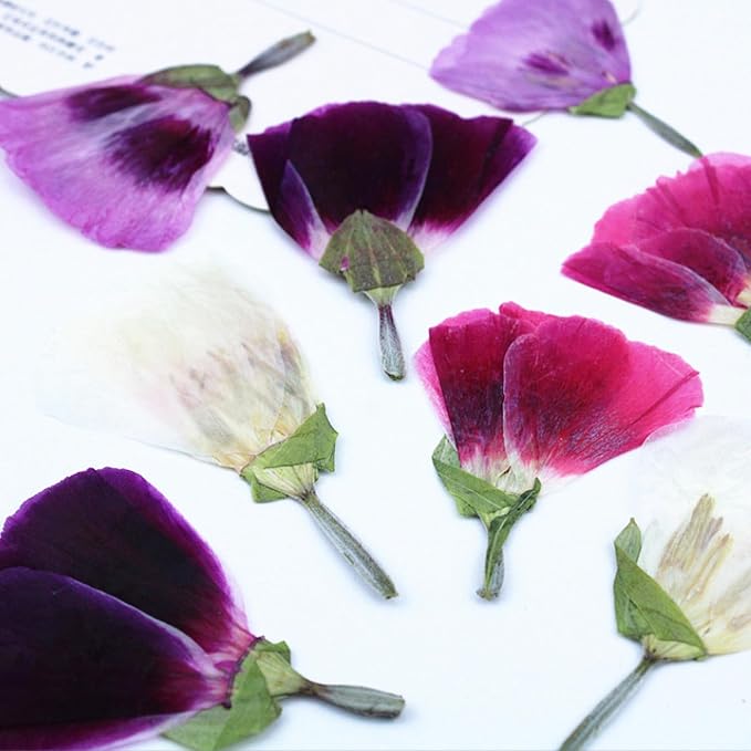 48 Pcs Dried Pressed Flowers for Crafts Art Resin DIY Natural Dry Floral Epoxy - Image 4