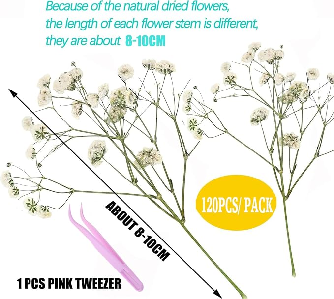 White Babys Breath Dried Pressed Flowers - Image 2
