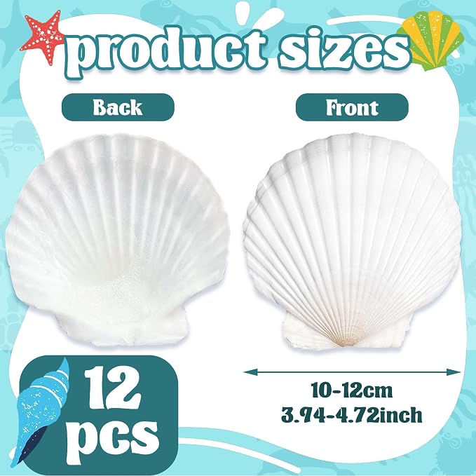 Baaxxango 12 PCS 4-5 Inch Large Scallop Seashells, Natural White Shells - Image 2