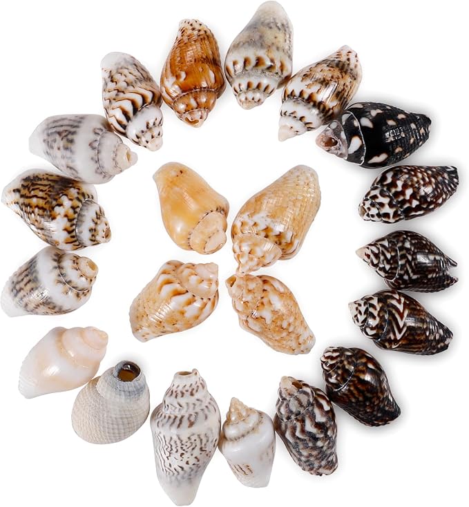 500pcs Natural Tiny Small Seashells - Image 7