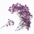 50Pcs Babys Breath Dried Pressed Flowers by Unknown