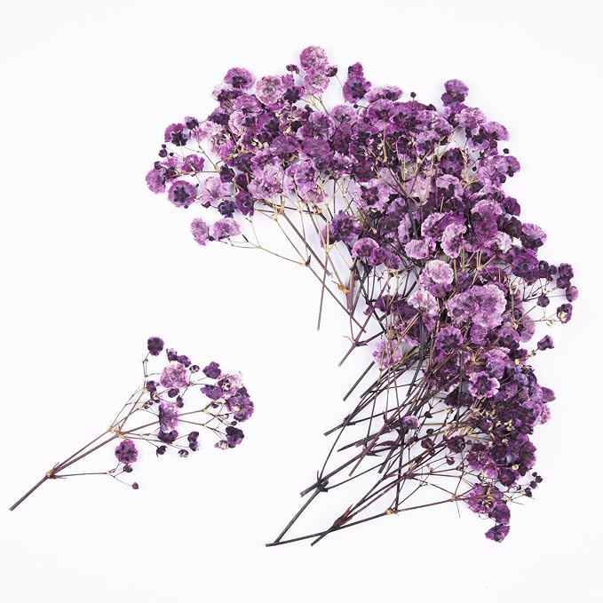 50Pcs Babys Breath Dried Pressed Flowers by Unknown