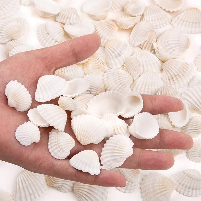 SINKOO Bulk Natural White Small Seashell Clam Super Shells Assortment - Image 2
