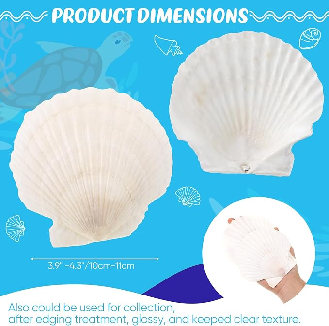 GlikCeil 50 Pcs Sea Shell for Crafting Natural Large Scallop White Oyster - Image 2