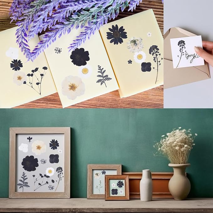 154Pcs Black Dried Pressed Flowers - Image 4
