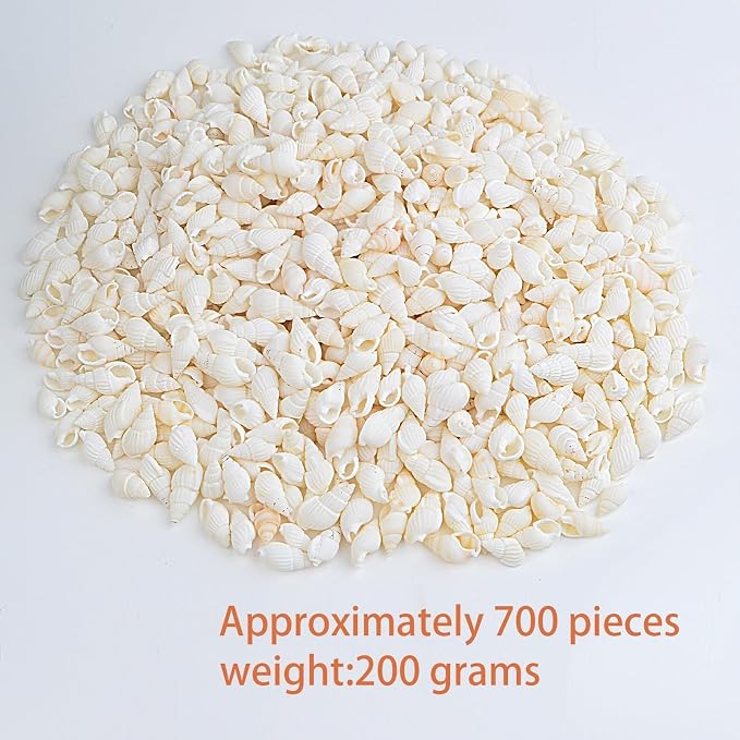 Approx 700pcs Small White Clam Cay Seashells Natural Tiny Sea Shell Mini Spiral - Image 2