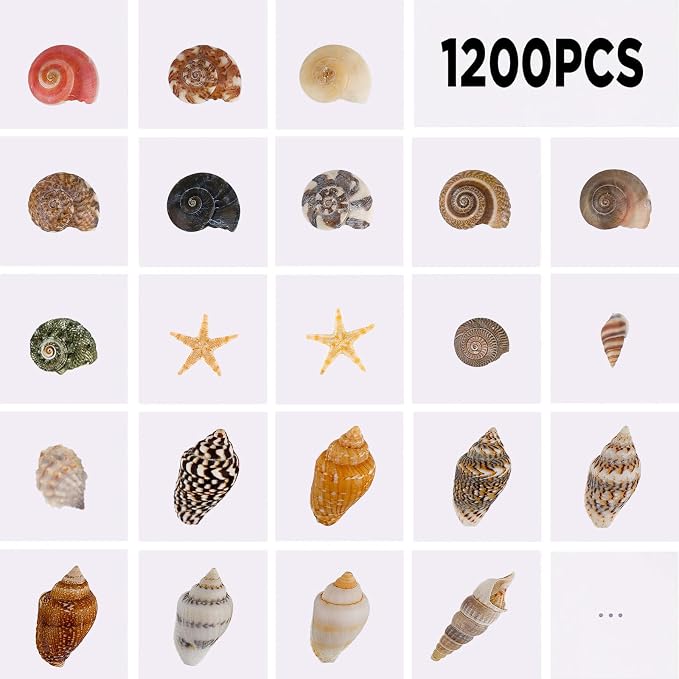 1200 PCS Tiny Seashells & 21 Starfish Mixed 18 Kinds Bulk Beach Small Shells - Image 3
