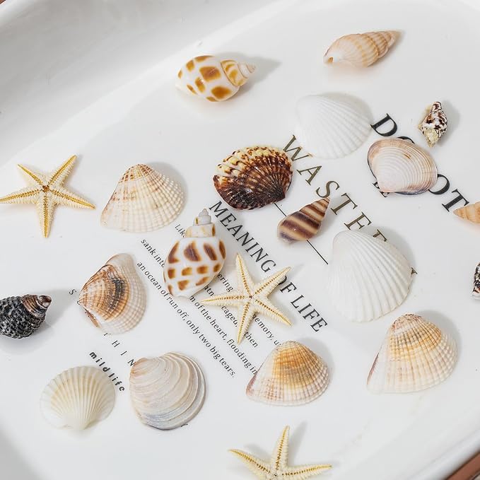 1200 PCS Natural Seashells, Joyfulmap Tiny sea Shells & Small Starfish - Image 3