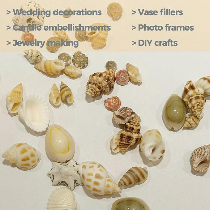 2000 PCS 12 Kinds of Tiny Sea Shells - Image 5
