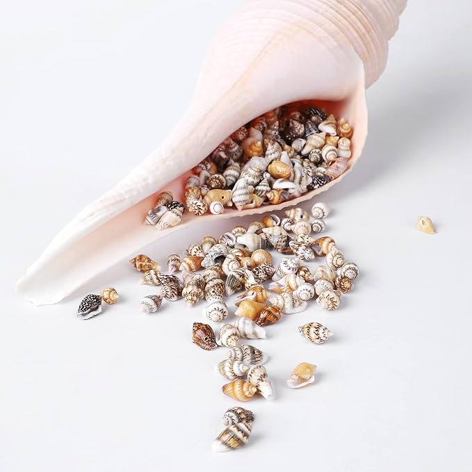 500pcs Natural Tiny Small Seashells - Image 6