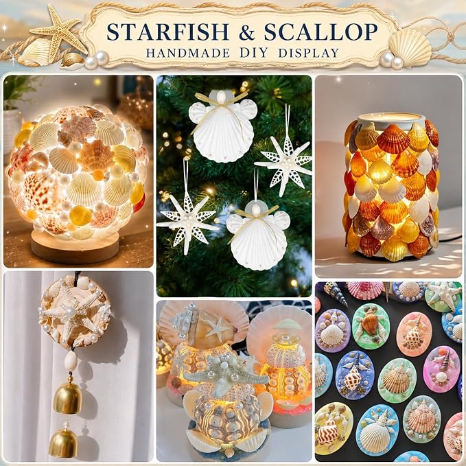 JSPYFITS Sea Shells Mixed Beach Seashells 15 Kinds 1.2"-3.5" Various Sizes - Image 5