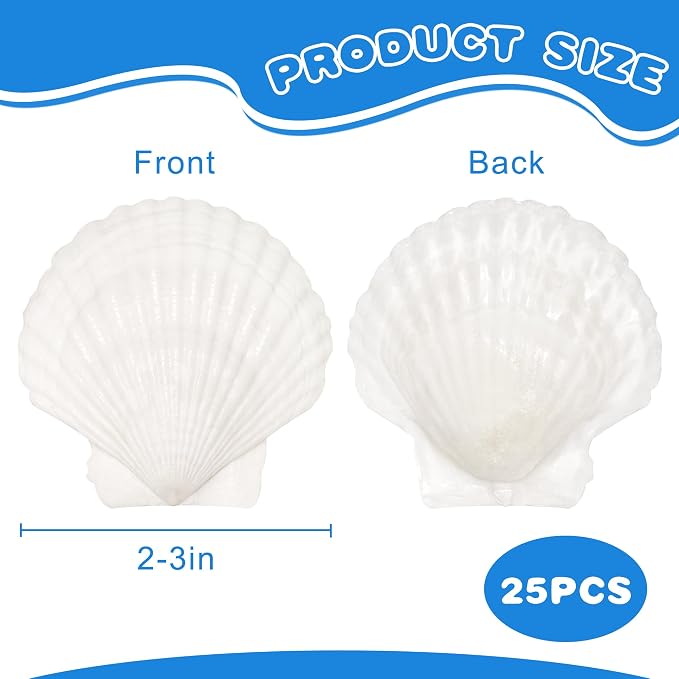 25PCS Natural Scallop Shells White Sea Shells from Sea Beach, Real Seashells - Image 4
