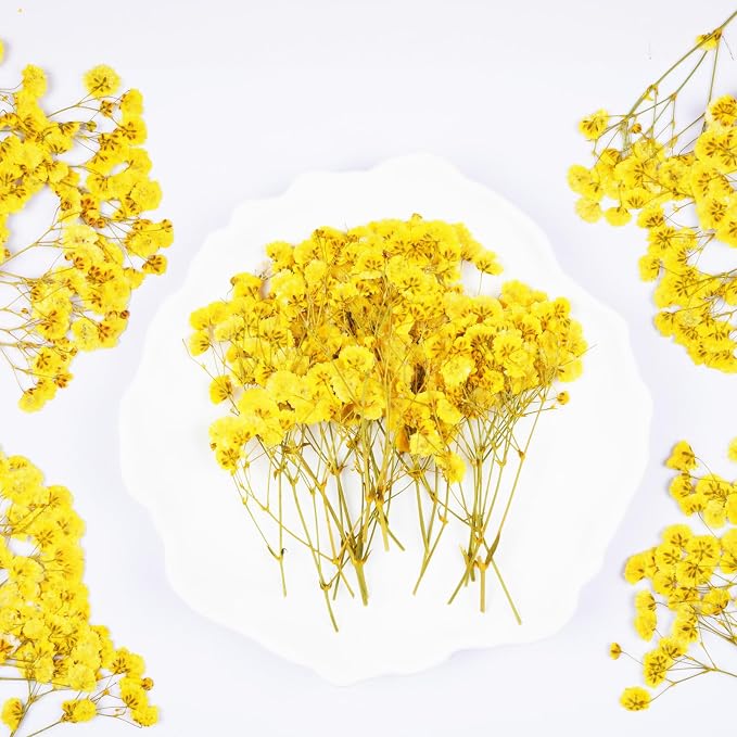 50Pcs Yellow Babys Breath Dried Pressed Flowers - Image 3