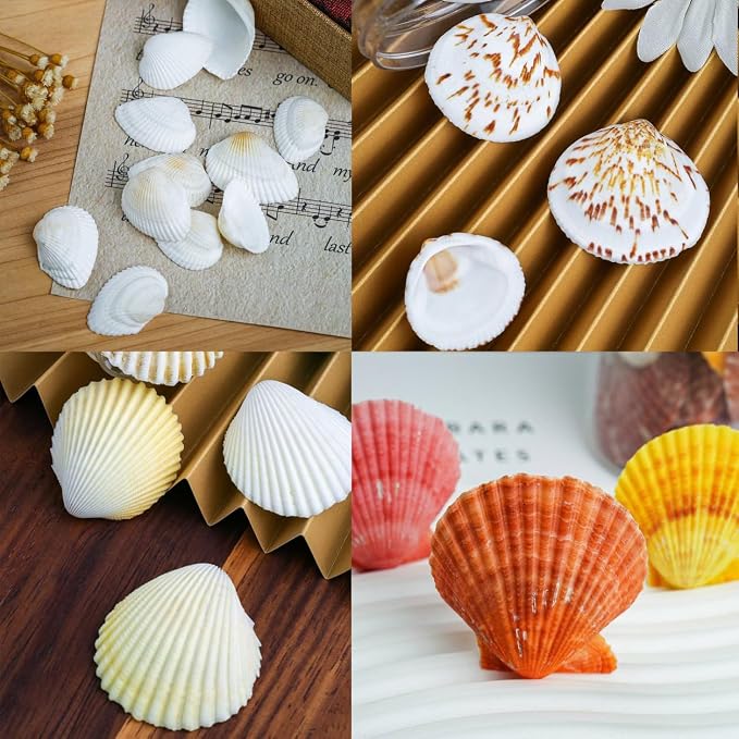 70+ Pcs 16 Kinds Natural Assorted Seashells 1.2"-3.5" - Image 7