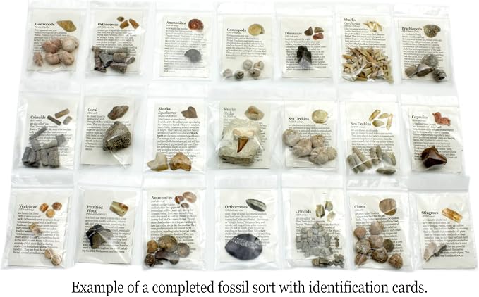 DANCING BEAR Fossil Collection Sorting Activity Kit - Image 4