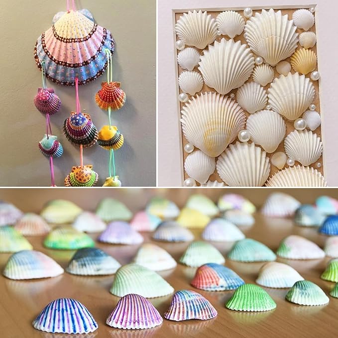 Jangostor 48 PCS Scallop Shells Natural Seashell, 1.5" to 2" White Scallop - Image 4