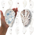 20PCS 4"-5" Large Oyster Shells by Unknown
