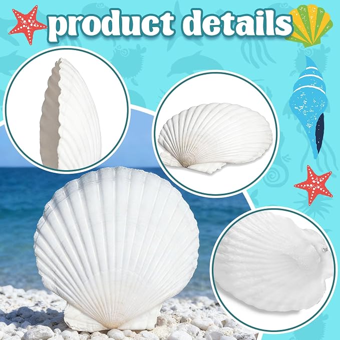 Baaxxango 12 PCS 4-5 Inch Large Scallop Seashells, Natural White Shells - Image 3