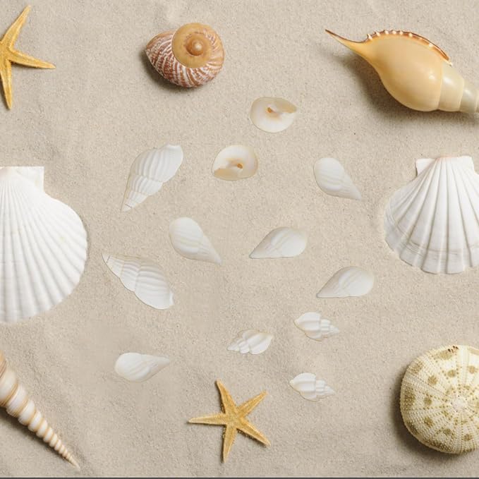 Approx 700pcs Small White Clam Cay Seashells Natural Tiny Sea Shell Mini Spiral - Image 6