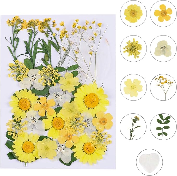 Augshy Dried Pressed Flowers by Augshy