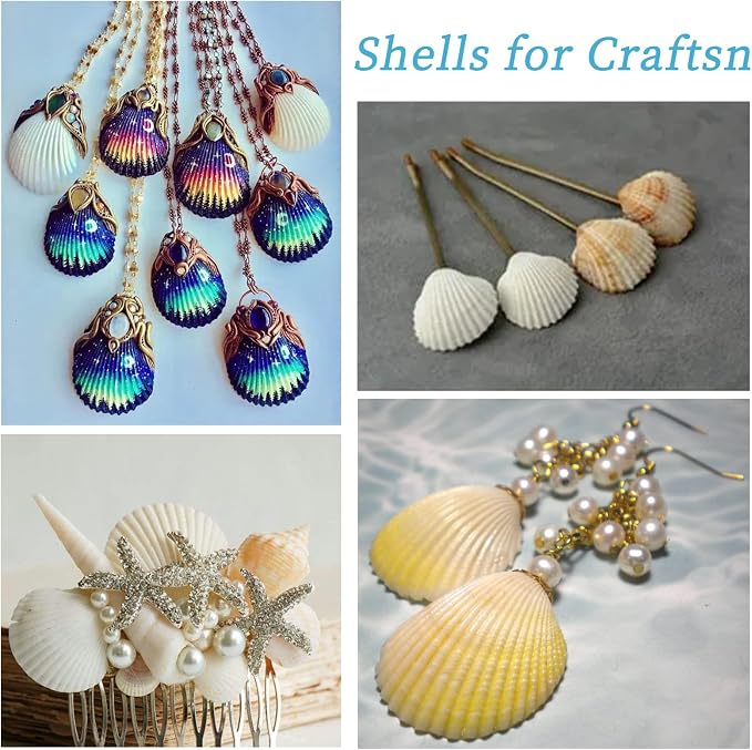 QEQEKAKA 30PCS Sea Shells for Crafts1.5''-2'' White Small Seashells Clam - Image 5