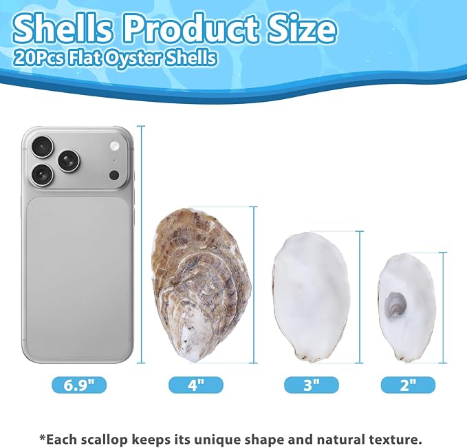 20Pcs Flat Oyster Shells 3-4 Inch, Cleaned Natural Oyster Shells - Image 2