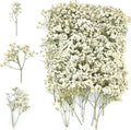 White Babys Breath Dried Pressed Flowers by Unknown