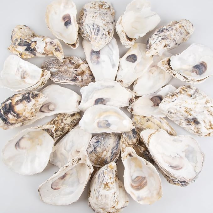 QEQEKAKA 30PCS Oyster Shells Flat & Concave 3"-4" Medium Oyster Shells - Image 5