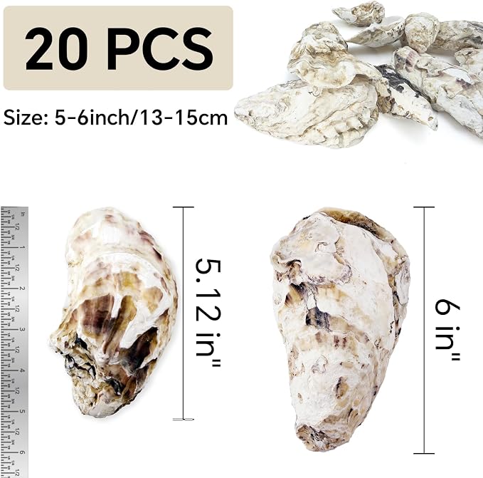 20PCS 5"-6" Extra Large Oyster Shells - Image 2