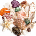 JSPYFITS Sea Shells Mixed Beach Seashells 20 Kinds, 1.5"-5.5" Various Sizes by JSPYFITS