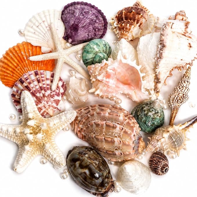 JSPYFITS Sea Shells Mixed Beach Seashells 20 Kinds, 1.5"-5.5" Various Sizes by JSPYFITS