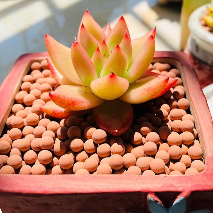 TOYPOPOR Clay Pebbles Gardening Ceramsite Orchid Hydroponic Grow Media Clay - Image 3