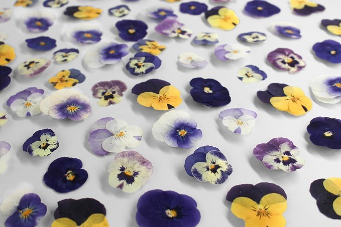 48 Pcs Real Natural Viola Pansy Dried Pressed Flowers - Image 3