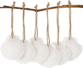16PCS Natural Sea Shells 2.5"-3.5" Perforation Scallop Shells by SINKOO