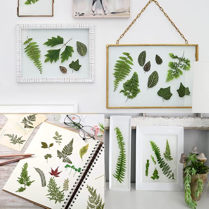 Red Dried Pressed Leaf Leaves, YouthBro 30PCS Real Nature Plant Herbarium Set - Image 3
