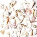 Super Z Outlet Sea Shells Mixed Beach Seashells by SuperZOutlet