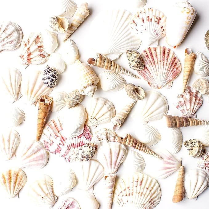 Super Z Outlet Sea Shells Mixed Beach Seashells by SuperZOutlet