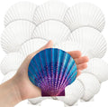 YUJUN 18PCS Large Natural Scallop Shells by YUJUN