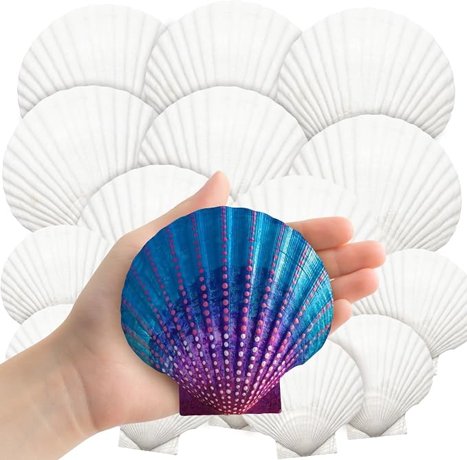 YUJUN 18PCS Large Natural Scallop Shells by YUJUN