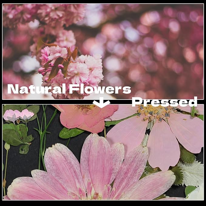 Pink Dried Pressed Flowers, Real Nature Flowers - Image 3