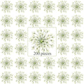 200 Pcs Pressed Dried Flowers for Resin Art Ammi Majus Natural Pressed Dried by Fabbay